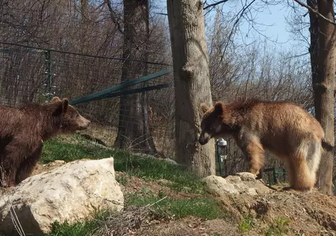 O nouă viață! Urșii subnutriți din Armenia s-au împrietenit și se distrează de minune în rezervație | GALERIE FOTO
