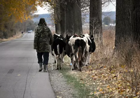 Protest cu vaci în faţa primăriei din Vrancea! Ce nemulţumiri au oamenii!