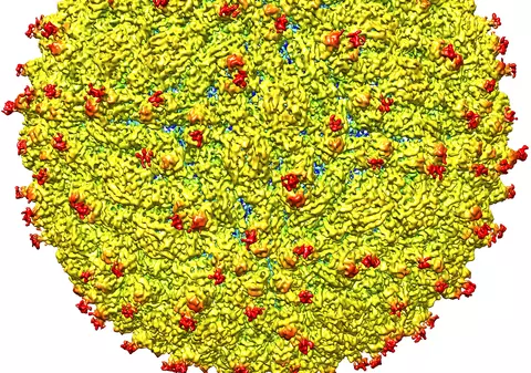 Virusul Zika în România! Ministerul Sănătății a confirmat!