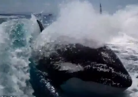 Douăzeci şi şapte de balene au eşuat pe o plajă din nordul Mexicului