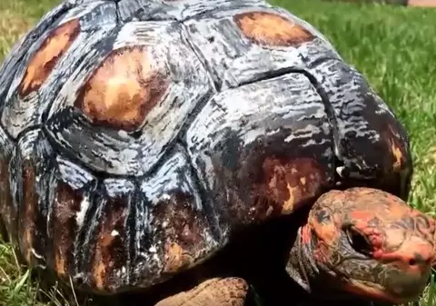 O broasca testoasă a primit carapace realizată la imprimantă 3D | VIDEO