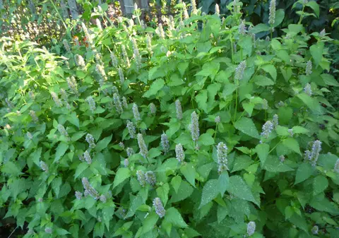 Noul condiment de pe mesele românilor. Lophantus anisatus s-a născut după zece ani de cercetare