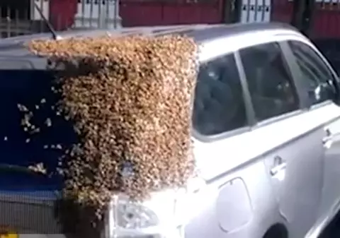 Loiale reginei: 20.000 de albine au urmărit o mașină timp de două zile | VIDEO