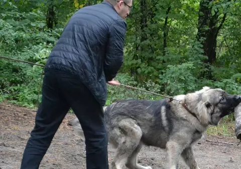 EXCLUSIV. Haitele de câini, noua ”armă” a contrabandiștilor