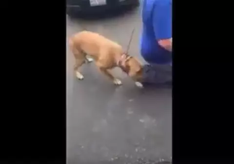 Reacția unui câine care își vede stăpânul pentru prima oară în doi ani | VIDEO