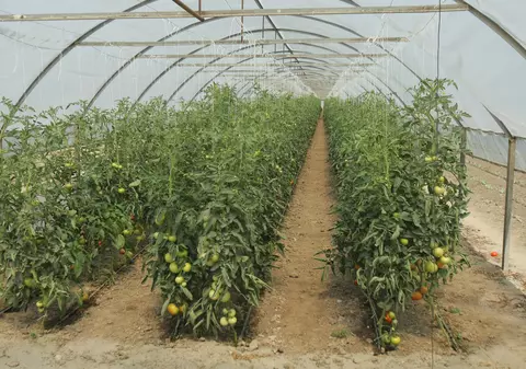 Initium, otrava care se testează din 2010 în farfuriile românilor