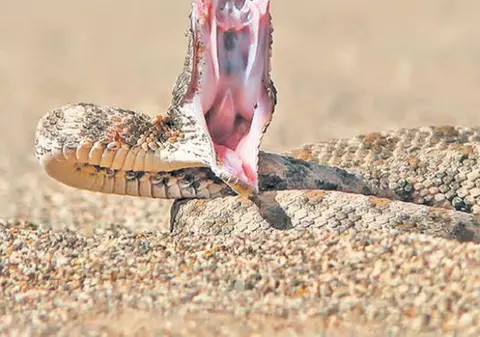 Turist mușcat de o viperă, în județul Argeș. Omul a fost transportat de urgență la Spitalul Floreasca