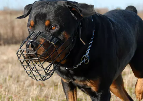 LIBERTATEA TE AJUTĂ: Asigurarea pentru câinii periculoși, obligatorie