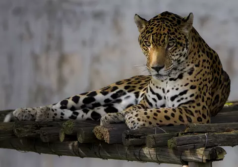 Jocurile Olimpice 2016: un jaguar a fost împușcat pentru că s-a agitat la trecerea flăcării olimpice