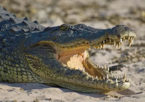 Un american a fost atacat de un aligator pe o stradă inundată în urma uraganului Ida