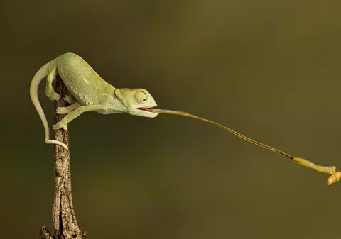 10 ciudățenii din lumea animalelor