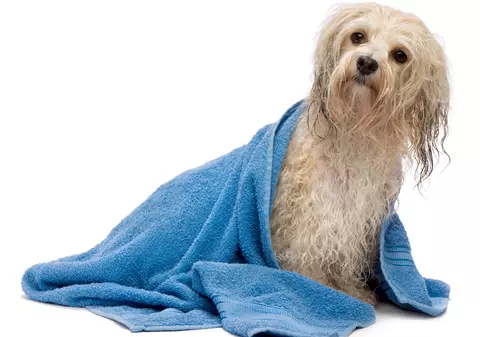 Fără fir de păr pe covor! Trucuri de succes de la iubitori de câini