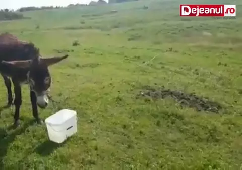 VIDEO | Cruzime! Un măgăruș este lăsat în soare, fără apă, zile în șir