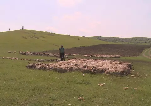 VASLUI: 400 de oi au murit după ce s-au aruncat într-o râpă ca să bea apă