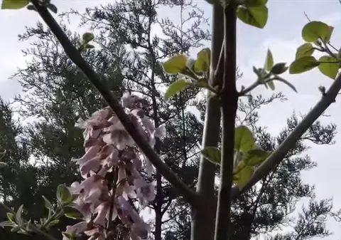 Copacul care a intrat în Cartea Recordurilor. Crește într-un an cât alții în zece | VIDEO