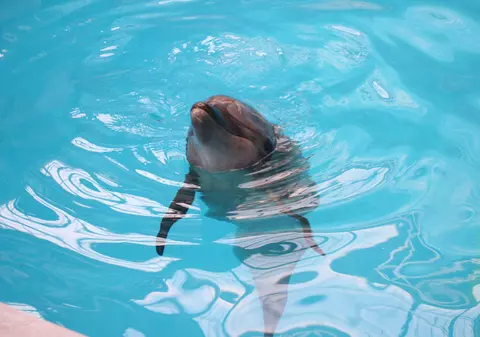 Un delfin se joacă cu un câine pe plaja din Eforie. A venit spre mal fără să se sperie