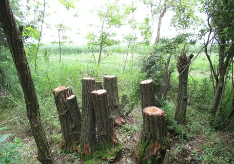 EXCLUSIV. Un pădurar, despre jaful din codrii României: ”I-am prins cu drujba în copac și mi-au râs în nas”