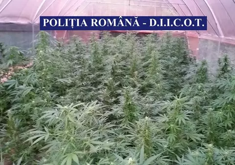Cultură de cannabis, găsită de poliţişti într-un solar din Vâlcea