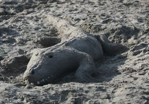 Balene eșuate și crocodili la malul Mării Negre. Animăluțele din nisip sunt opera unor artiști de-o schioapă