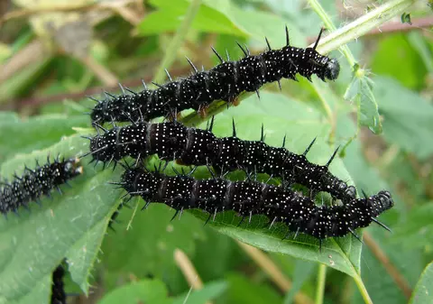 LIBERTATEA TE AJUTĂ: Invazie devastatoare de omizi în grădini și livezi. Cum scapi de ele