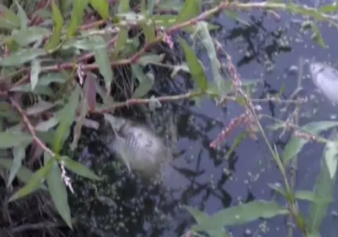 Dezastru ecologic la Buzău. Mii de peşti, găsiţi morţi