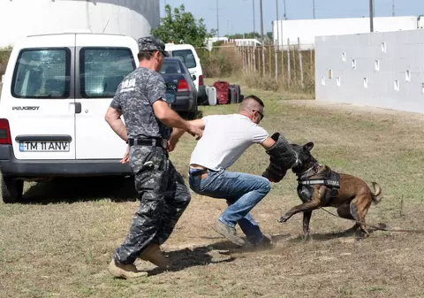 EXCLUSIV / ”Armata” canină, la ”vânătoare” de contrabandiști. Un megacontrol se va derula la frontierele României, ale Republicii Moldova și ale Ucrainei