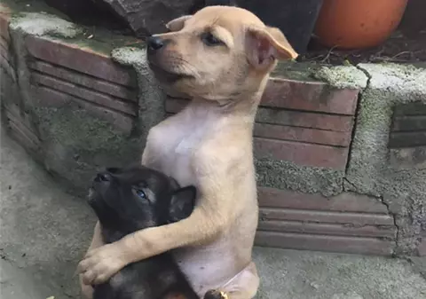 Imaginea zilei! Doi cățeluși abandonați se îmbrățișează încontinuu după ce au fost salvați | FOTO