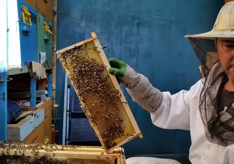 Sprijinul pentru apicultori de la APIA pentru perioada 2020-2022 este de peste 150 de milioane de lei