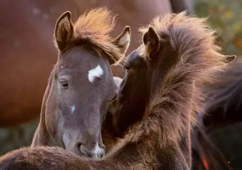 Cai maltrataţi în plină stradă de proprietari. Polițiștii au intervenit de urgență