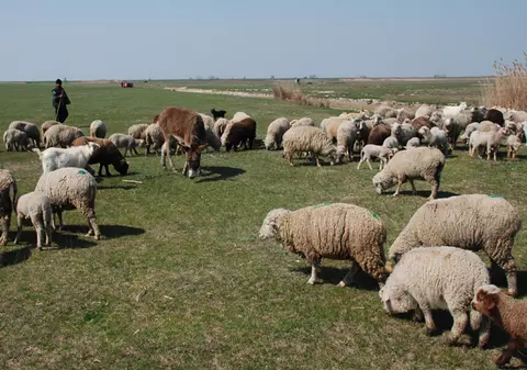 Doi ciobani, tată şi fiu, au fost ucişi în bătaie