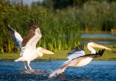 (P) Delta Dunării, singura rezervație a biosferei din lume