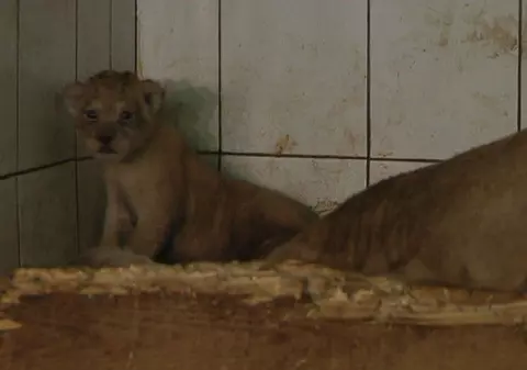 Primul leu născut în captivitate la Zoo Galaţi după 13 ani. Părinţii lui sunt leii lui Nuţu Cămătaru /  FOTO