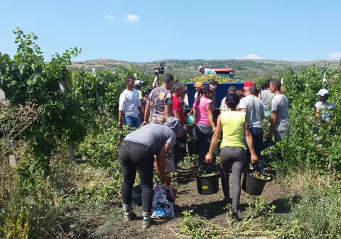 Vom avea vin din belşug și va fi mai bun decât în alți ani!