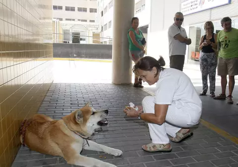Un cățel a devenit vedetă în Spania. Animalul stă de o săptămână în fața unui spital