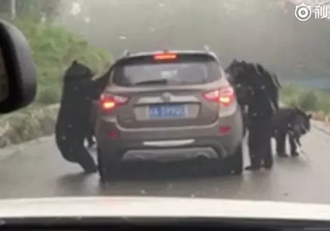 Incident într-un parc safari din China. Mai mulți urși au înconjurat o mașină și au încercat să deschidă portierele. Ce a urmat | VIDEO