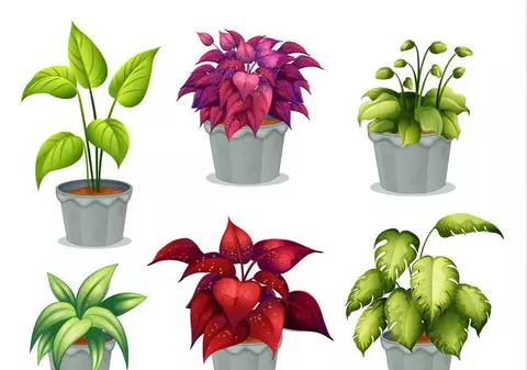 Ce plante să ai în casă în funcție de zodie