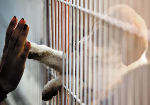 Primăria Capitalei va avea un cimitir și un hotel pentru câini și pisici