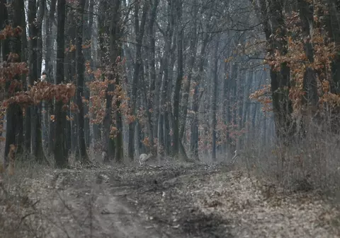 Alegeri parlamentare 2016. 2.000 de copaci vor fi sacrificaţi pentru buletinele de vot