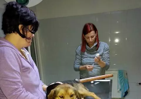 Câine ucis cu securea pentru că lătra. Cruzime fără limite în Galați