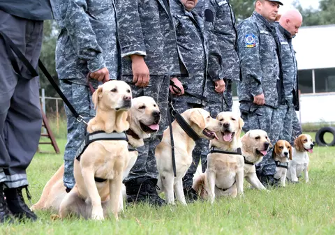 EXCLUSIV / Câinii care miros bani. Un ciobănesc german și un springer spaniel, „armele” vameșilor români
