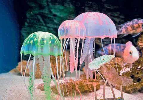 În adâncul oceanelor a fost descoperită o meduză nemuritoare