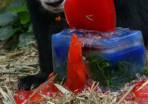 A murit cel mai longeviv urs panda gigant din lume! Jia Jia avea 38 de ani