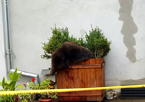 Puiul de urs ucis la Sibiu era doar speriat. Militanții pentru drepturile animalelor susțin că se întâmplă prea des astfel de greșeli