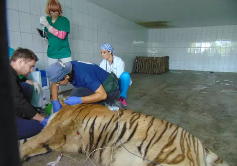 Premieră medicală la ZOO Galaţi! Tigrul a fost investigat chiar în cușcă! Desfășurare impresionantă de forțe GALERIE FOTO