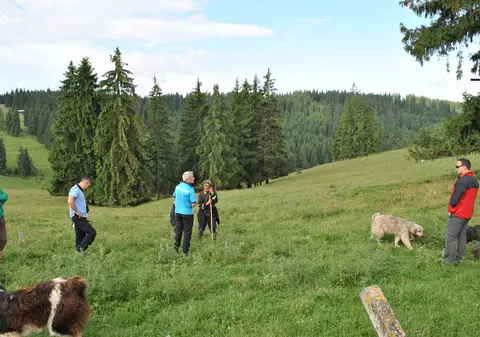 EXCLUSIV / Sute de câini de stână agresivi, spaima turiștilor. Dulăii stăpânesc muntele și atacă ”tot ce mișcă”
