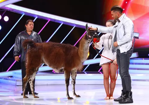 O lamă urcă pe scena de la Next Star! Este animalul de companie al unei concurente