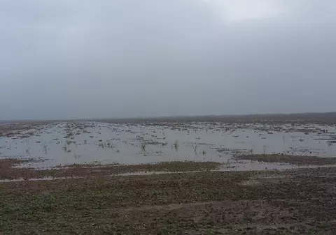 Recoltă distrusă de ploi. Natura a făcut pagube de milioane de euro în județul Galați