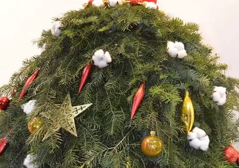 A creat o rochie din crengi de brad tocmai bună de purtat de Crăciun