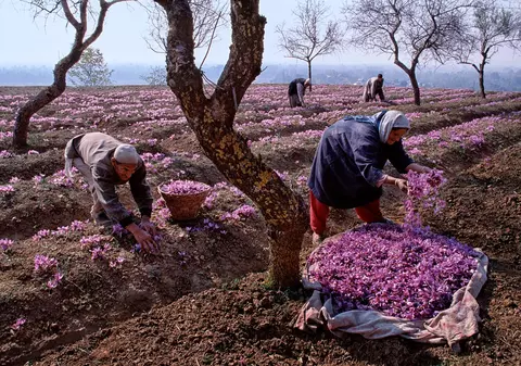 Ministrul Agriculturii: Ţăranii românii ar putea cultiva plante mai scumpe decât aurul!
