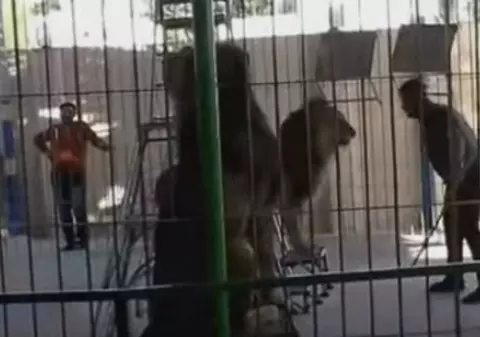 Tragedie la circ. Dresorul a fost ucis de un leu în timpul spectacolului/VIDEO
